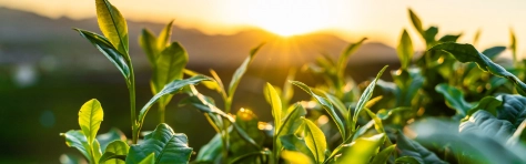 Image of a tea garden/ sustainability farm in the morning sun