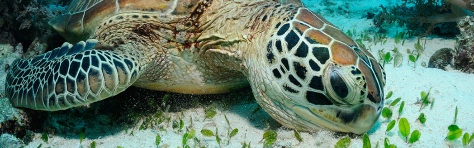 Turtle endangered species in the sea