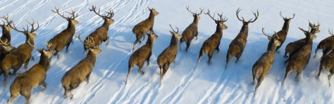 Building a robust crisis management capability header deers 