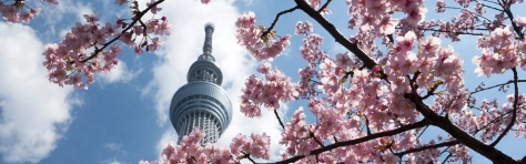 Kawazu cherry tree and Tokyo Sky Tree Beauty In Nature Built Structure Cerasus lannesiana Carriere Cherry Tree Cloud - Sky Colour Image Day Flower Fun Growth Horizontal Japan Journey Lookout Tower Low Angle View Nature Outdoors Photography Sky Spire Sumida Ward Sunny Tokyo - Japan