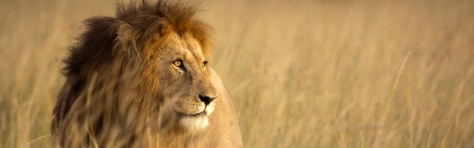 Male lion looking to the right. Planes of Africa and African wildlife. Mammal, large cat, predator, adult lion standing in grass fields.