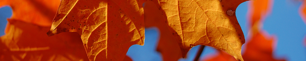0b2a65813ec6-Autumn_leaves_orange_blue_sky_AS2014-B2.jpg