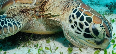 Turtle endangered species in the sea