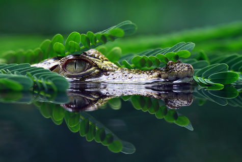 Horizon scanning image - head of crocodile scanning the river Horizon scanning image - head of crocodile scanning the river